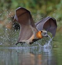 This blog represents my hand-picked collection of outstanding wildlife photography from all over the...