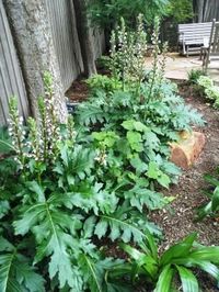 Five Favorite Perennials for Dry Shade Gardens - Roundtree Landscaping - Dallas, TX