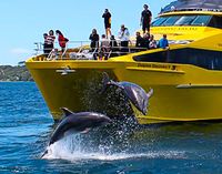 Bay of Islands swim with the dolphins, paihia activities, nakedactivities.com