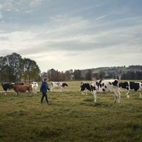Tête de Moine AOP cheese has been produced in the heart of the Jura for more than 800 years – Find out more about this and many other reasons to visit this idyllic region yourself here. #IneedSwitzerland #SwissAutumn📍 Jura & Trois Lacs © Switzerland Tourism, Published: August 2021