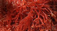 Rich in a certain polysaccharide called carrageenan, the red seaweed Irish moss is widely used as a thickening agent, stabilizer and lubricant in the food, cosmetic and pharmaceutical industries.