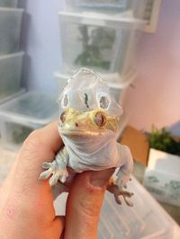 Crested Gecko Funny shed!