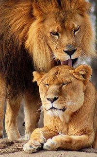 Hey im so sorry baby! ...I just want to make it up to you! ...I know your angry with me! ...please just let me know you love me! Your lovable lion is trying his best to tell you 'I love you!!!