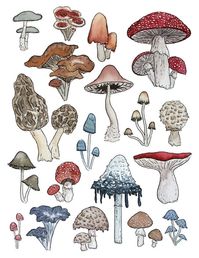 ‘Make Room for the Mushrooms’ by SarahCAllen #cottagecore #mushroom #drawing #cottagecoremushroomdrawing Mushrooms in watercolor, micron pen