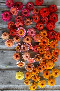 Zinnias. Available in a brilliant rainbow of colors, these happy blooms are a must grow for any gardener or flower lover. As one of the easiest cut flowers to cultivate, they are a perfect first crop for beginning growers and are reliable, prolific producers for most flower farms. Cut flower garden, seasonal flowers, home gardening, small farm, farmer-florist, seasonal, seed, farming, microfarm #flowers #growfloret #flowers #gardening #garden #farming