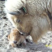 White bison and calf