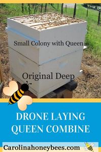 When a colony loses has a bad queen survival is in doubt. Beekeepers must intervene. #queenbee #beekeeping #bees