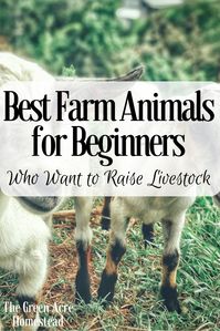 *Best Farm Animals for Beginners Who Want to Raise Livestock* These are the best farm animals for beginners! If you're looking to start farming, start with these best farm animals for beginners.