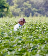 Is agriculture an answer to climate change?