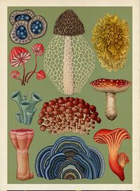 Continuing the work of a long tradition of anatomical artists, Katie Scott is something of a craftsman. She’s worked with numerous medical journals and institutions and published three encyclopaedic books, Story of Life: Evolution, Botanicum and Animalium, the latter of which was awarded Children’s Book of the Year by the Sunday Times.