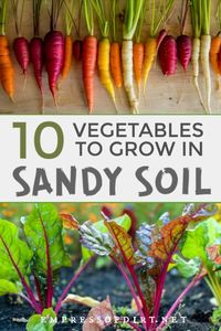 10 Best Vegetables for Sandy Soils.