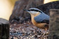 A close-up shot of a nuthatch on a bird table.