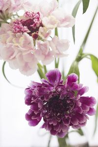 Scabiosa- these are so pretty I want them in my garden!!