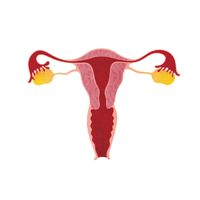 Uterus.