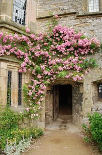Wall flowering roses
