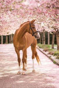 Horse Sakura by Majken Soelberg ~ Beautiful gelding "Luis" at Bispebjerg Kirkegård, Copenhagen, Denmark*