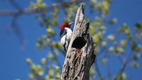Why woodpeckers don't get concussions