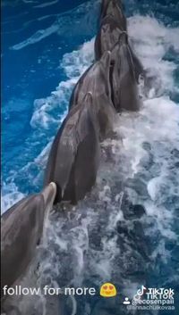 🐬Lambada of dolphins🐬 follow @ecosenpai❗ because you want more👍🙌😍😅The best video about animals! funny animal videos | funny animal videos can't stop laughing hilarious | cute animal videos | funniest animal videos | baby animals videos | wild animal videos | pet videos | funny cat and dog videos | animal videos funny dogs | videos animales | animals beautiful videos | animals aesthetic videos | animals friendship videos. #animalsvideos #animalsvideo#dolphinsvideos #funnyanimals #cuteanimal