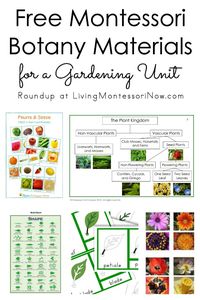 Roundup of free botany materials for homeschools and classrooms; free plant printables for a variety of ages - Living Montessori Now #Montessori #homeschool #preschool #kindergarten #gardening #botany