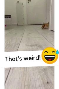 CAT IS WEIRD 😅 funny animal videos | funny animal videos can't stop laughing hilarious | cute animal videos animal videoys | baby animals videos | wild animal videos | pet videos | funny and dog videos | animal videos funny dogs | videos animales | | animals aesthetic videos | animals friendship videos. #cuteanimalsvideos#cuteanimals#animalsvideos #funnyvideos#cutevideos#funny
