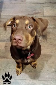 Labrottie - Rottweiler Lab Mix Dogs - Fan Photos | Labrottie.com