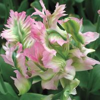 Green Wave Tulips Flower Bulbs Bold Flowers | Live Plants | RARE Parrot Tulip by MyGardenChannelCOM on Etsy