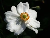 July / August flowers..... - Greenfingers - Nature On Your Doorstep - The RSPB Community