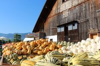 Der Hof der Familie Bächli ist der zweite Erlebnishof der Jucker Farm AG. Eventlocation, Ausflugsziel, Hofladen und Restaurant. Im Sommer gibt's Heidelbeeren zum Selberpflücken, im Herbst tonnenweise Kürbisse und im Frühling frische Spargeln vom Feld.