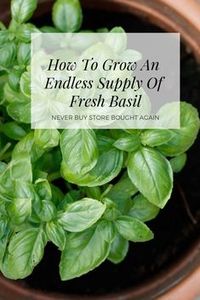 Learn How To Grow An Endless Supply Of Basil