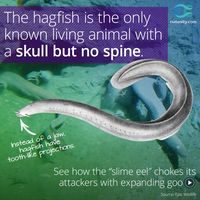 This eel-like creature is an anatomical anomaly. It’s the only known living animal with no backbone or jaw but still has a skull.