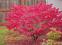 burning bush - Euonymus alatus 'Compactus'. Dwarf "Rudy Haag"