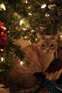Christmas Cat