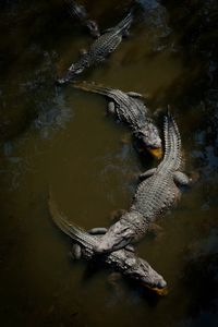 Cocodrilos