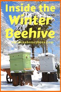 How to help your colony surivie Inside the bee hives in Winter. #beekeepingtips #beekeepingideas #beekeepingforbeginners #carolinahoneybees