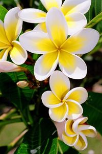 Frangipani, Bali