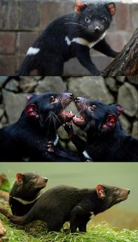 Tasmanian Devil Milk Could Help Fight Drug-Resistant Bacteria #tasmanian #devil #milk #bacteria #wild #animals
