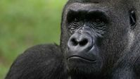 Information on the parks and attractions of the Central African Republic - the best places for lowland gorilla tracking by experts Natural World Safaris.