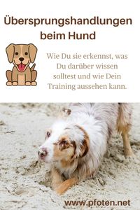 Wie Du Übersprungshandlungen beim Hund erkennst und was Du nun tun kannst, erfährst du auf pfoten.net