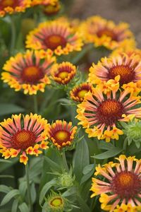 Blanket flower