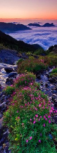 ~~Summer Evenings | Mount Rainier National Park, Washington