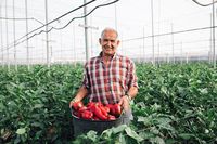 Agricultor con un capazo de pimientos rojos dentro de su invernadero