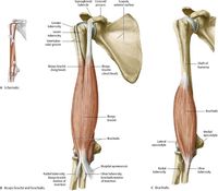 Shoulder & Arm - Atlas of Anatomy