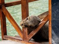 Galápagos for the Broke Traveler: A Backpacker's Guide to Ecuador