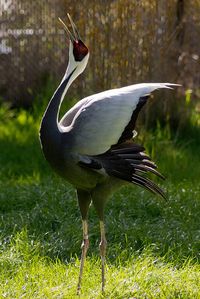 Crane | by orkybash