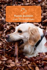 Buddeln in der Erde kann als Stressventil genutzt werden. So versuchen eure Vierbeiner eure Aufmerksamkeit zu erlangen und überschüssige Energie loszuwerden.