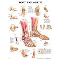 Foot and Ankle Flexible Laminated Chart