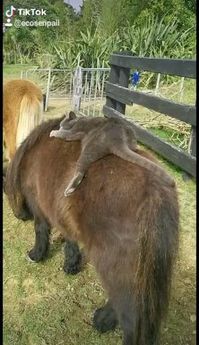 My favorite pillow😻🐎😂 • Follow @ecosenpaii for more👍🙌😍 • Animals movie you'll love, funny animals videos can't stop laughing hilarious so cute, cute animal videos funny, funniest animal videos memes, dancing animals videos, baby animals videos adorable puppies and pet • #ecosenpaii #saveearth #savetheocean #savetheturtles #puppy #puppyfight #bigdog #lovenature #saveourseas #plasticfree #plasticfreejanuary #plasticsollution #plasticsucks #plasticfreeforthesea #plasticfreeliving #fridaysforf