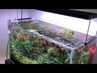 My Bucephalandra tank - YouTube