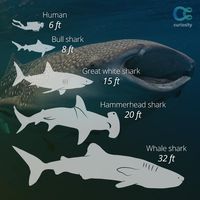 Sharks are found in every ocean in the world (plus some rivers), and come in all sizes. The dwarf lanternshark is likely the smallest shark in the world, measuring around 6 inches. Watch this fascinating clip about the largest shark, the whale shark, which can grow up to 60 feet long: https://curiosity.com/video/whale-shark-national-geographic/?ref=sp&utm_source=pinterest&utm_medium=social&utm_campaign=081214pin #SharkWeek