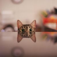 My Modern Met on Instagram: “Hey there four eyes. Happy #Caturday! 📸 : @kijof_ 🐱🐱#photography #photographylovers #photographysouls #cat #cats #catsofinstagram #foureyes”